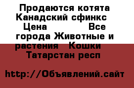 Продаются котята Канадский сфинкс › Цена ­ 15 000 - Все города Животные и растения » Кошки   . Татарстан респ.